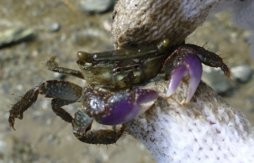同學們就海洋生態多樣性進行調查，這隻蟹被歸類為「大額蟹屬」。