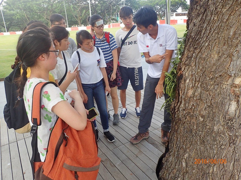 Mr. Gy Boo (on the right) of the Singapore Arboriculture Society describes and discusses with CIE students the procedures and aftercare of transplanting the mature trees outside the historic building, Victoria Theatre, and Concert Hall.
