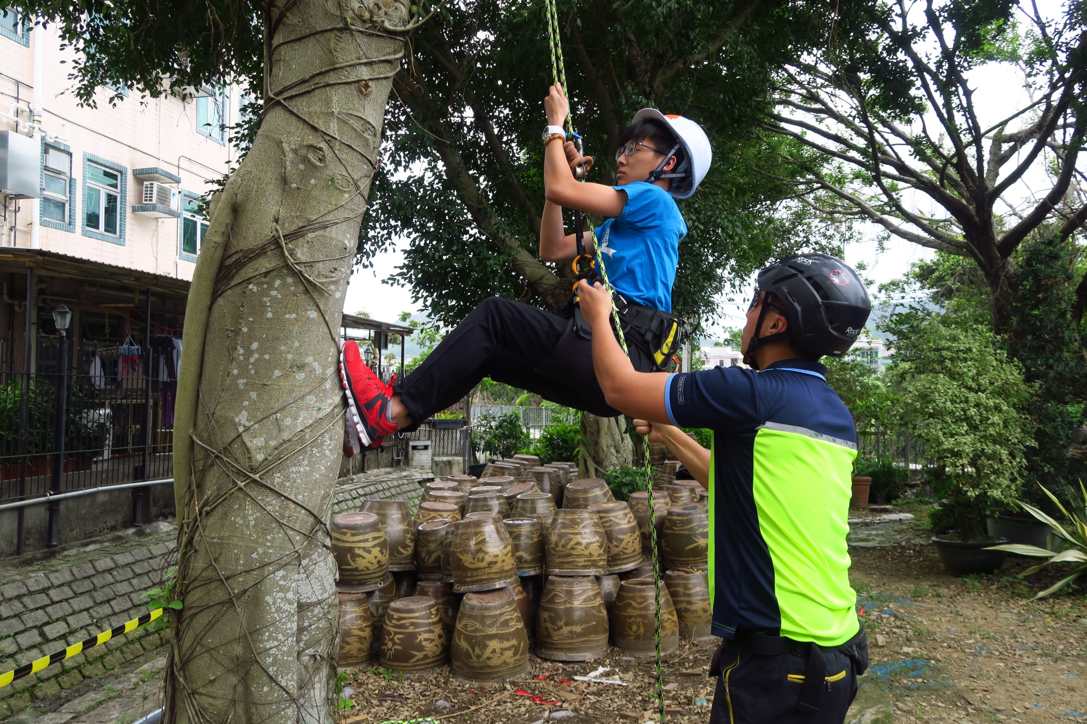 在攀树师指导下 ，同学亲身体验树木攀爬的乐趣。