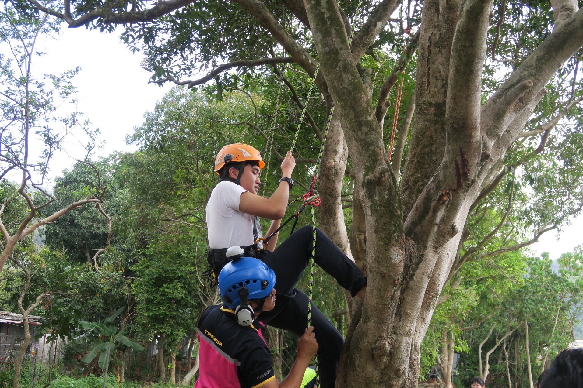 同學親身體驗樹木攀爬的樂趣，也了解到攀樹師需具備的特質。
