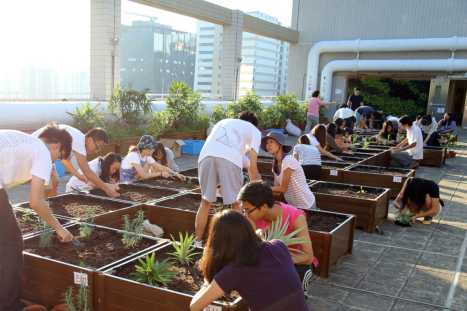 不少同學都參與了「天台有機種植計畫」，體驗親手耕種的樂趣。