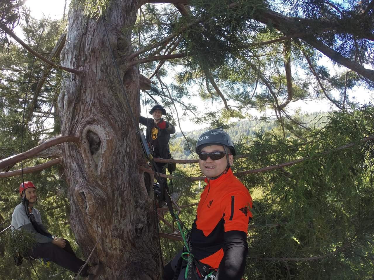 馬校友在香港、台灣、日本及馬來西亞地區從事攀樹培訓工作，致力加強樹藝師的技術及對這專業的支持。