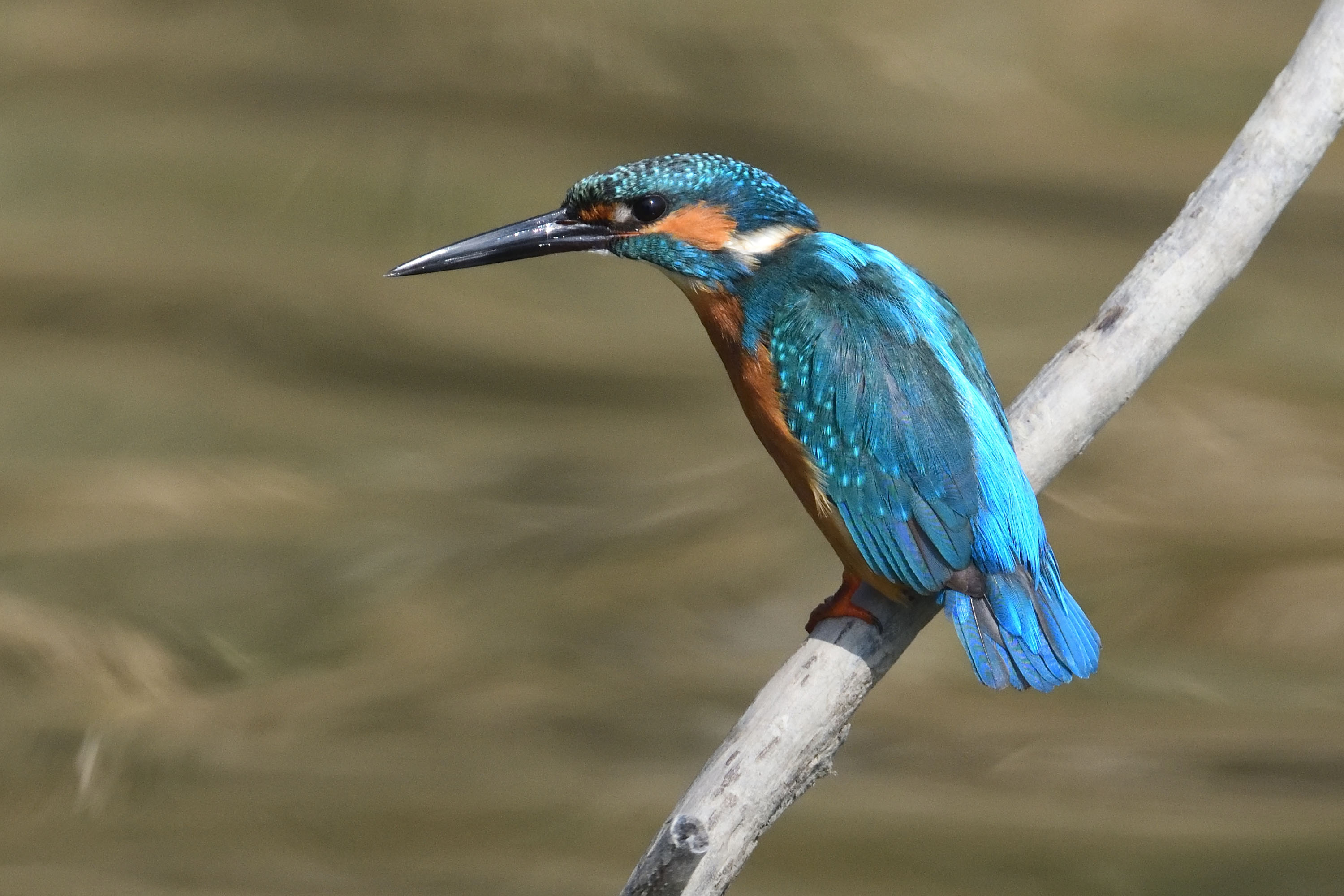 「香港自然蹤跡」網站收錄的其中一種香港常見鳥類及其鳴聲－普通翠鳥。