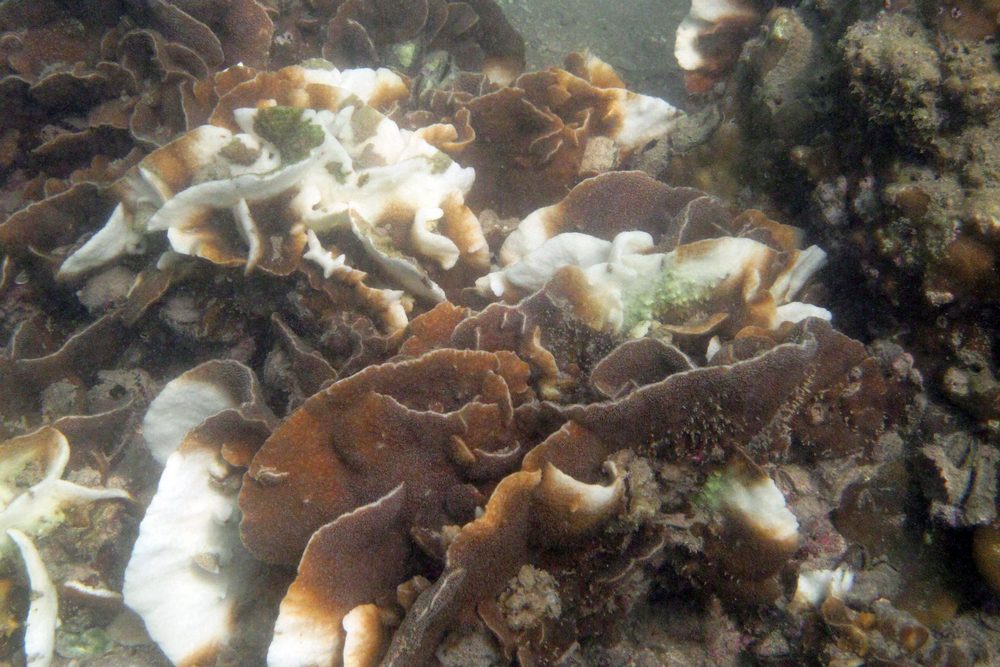 Bleaching in Pavona decussata may be associated to the recent sustained hot weather