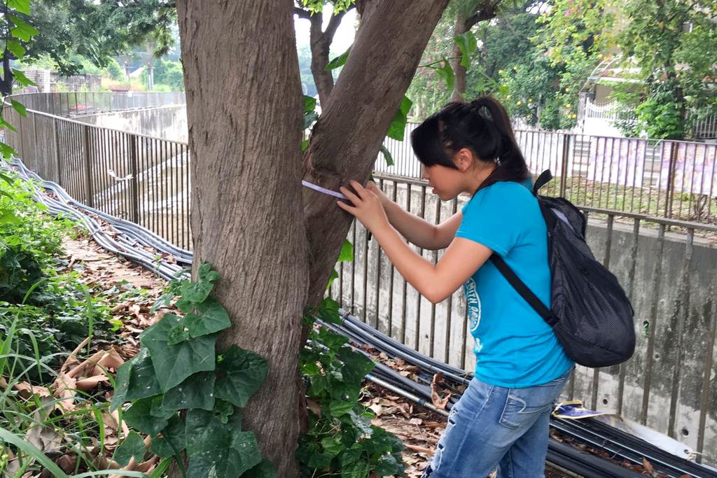 Tree management student Chen Peisi, Patcy collects data about trees’ condition.