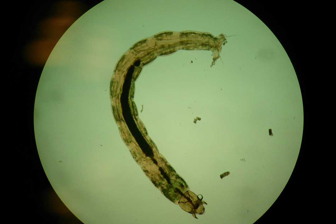 Water organisms (such as insect larvaes) observed under the microscopes.  [Photo credit: Ecobus]