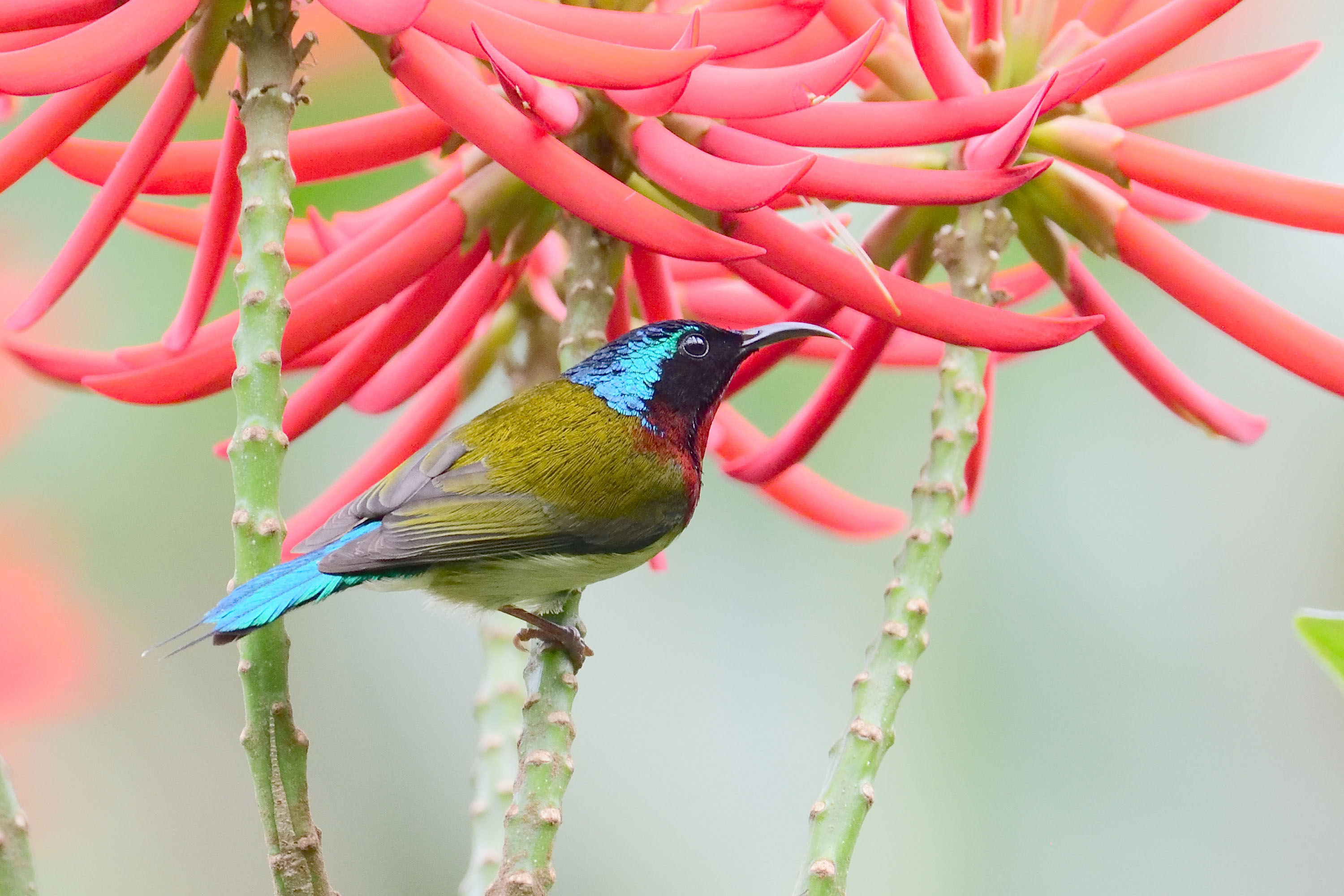 One of the bird species and its sound collected in “Hong Kong Wildtracks” website – Fork-tailed Sunbird.