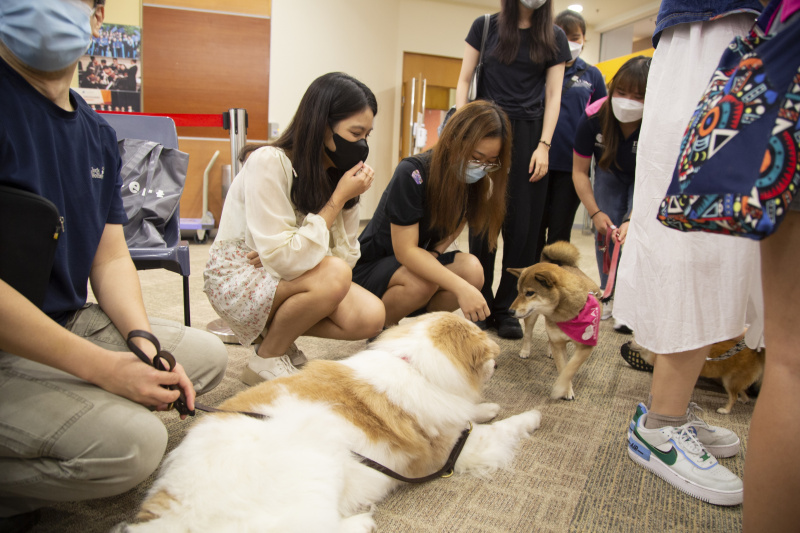 新生初嘗學習體驗活動，與香港動物輔助治療學會的治療犬互動。